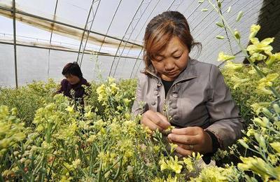 天津农业科技创新基地:为现代农业保驾护航