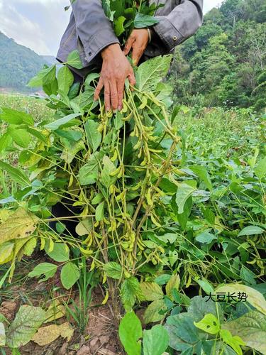 西盟县农业农村和科学技术局开展沿边大豆品种筛选试验-西盟佤族自治